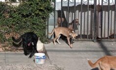 Hombre con supuesta enfermedad mental colecciona perros callejeros; por el descuido comenzaron a comerse entre ellos